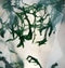 Moss Agate